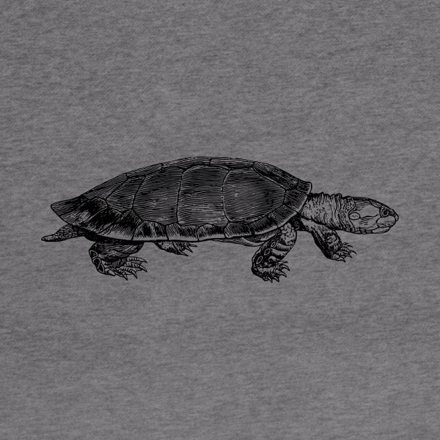 Tortoise by linesdesigns